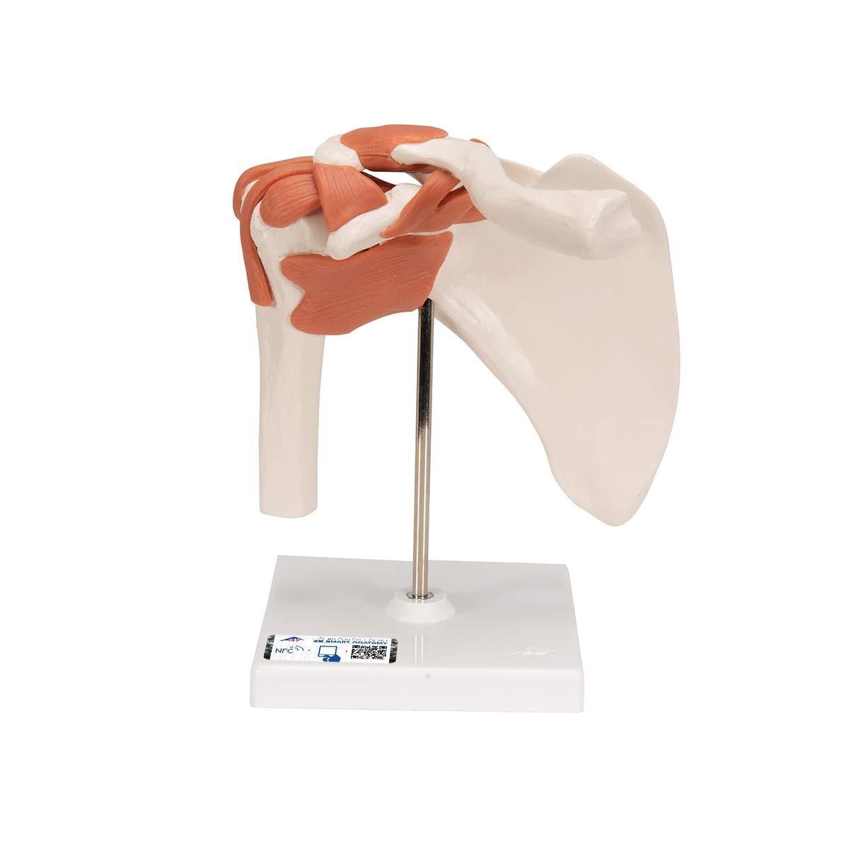 3B Scientific® Articulación Funcional del Hombro Humano – Músculos del Manguito Rotador, Movimiento Completo (Abducción, Rotación), + 3B Smart Anatomy App