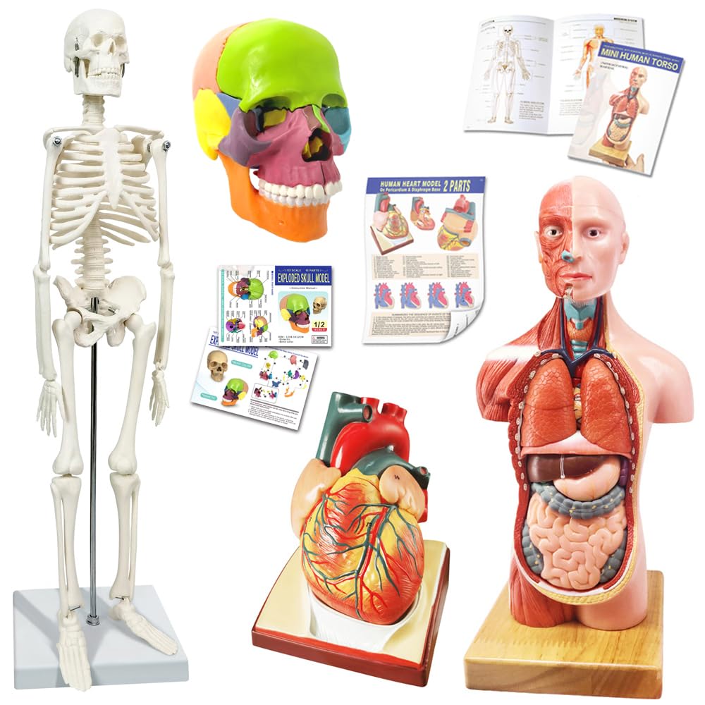 Modelo de anatomía torso esqueleto corazón medio tamaño cráneo con modelos cerebrales de anatomía modelo paquete de modelo de estudio para estudiantes de medicina, kit educativo
