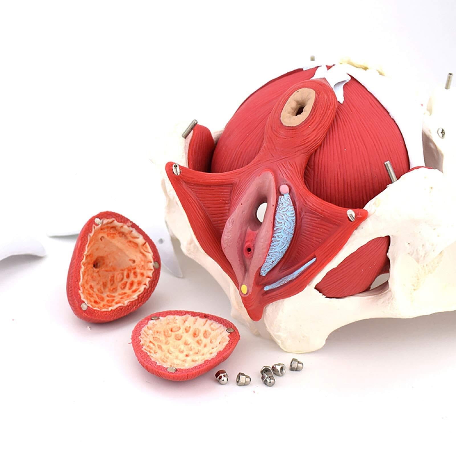 Modelo Anatómico Del Suelo Pelvico Femenino Médico Anatómico En El Modelo Regalo Ginecología Y Músculos Extraíbles Órganos Del Pubis Anatomía Del Suelo Pélvico