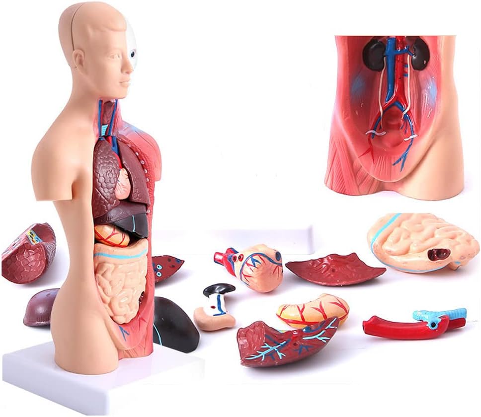 Modelo del Cuerpo Humano 28 Cm, Órganos Internos Médicos Anatómicos 15 PCS Modelo De Anatomía del Torso Humano con Cabeza De Corazón Cerebro Modelo De Esqueleto Anatomía De La Educación