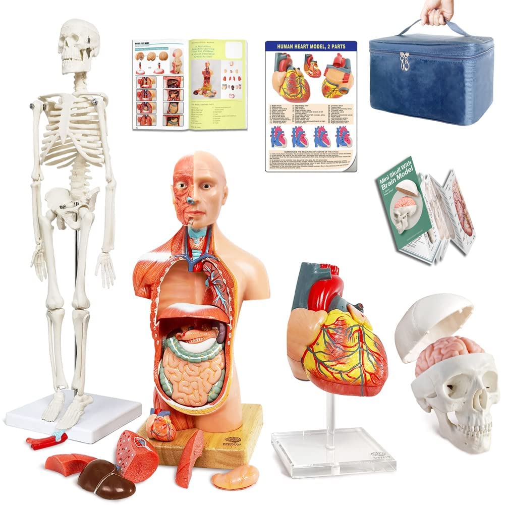 Modelo de anatomía torso esqueleto corazón medio tamaño cráneo con modelos cerebrales de anatomía modelo paquete de modelo de estudio para estudiantes de medicina, kit educativo