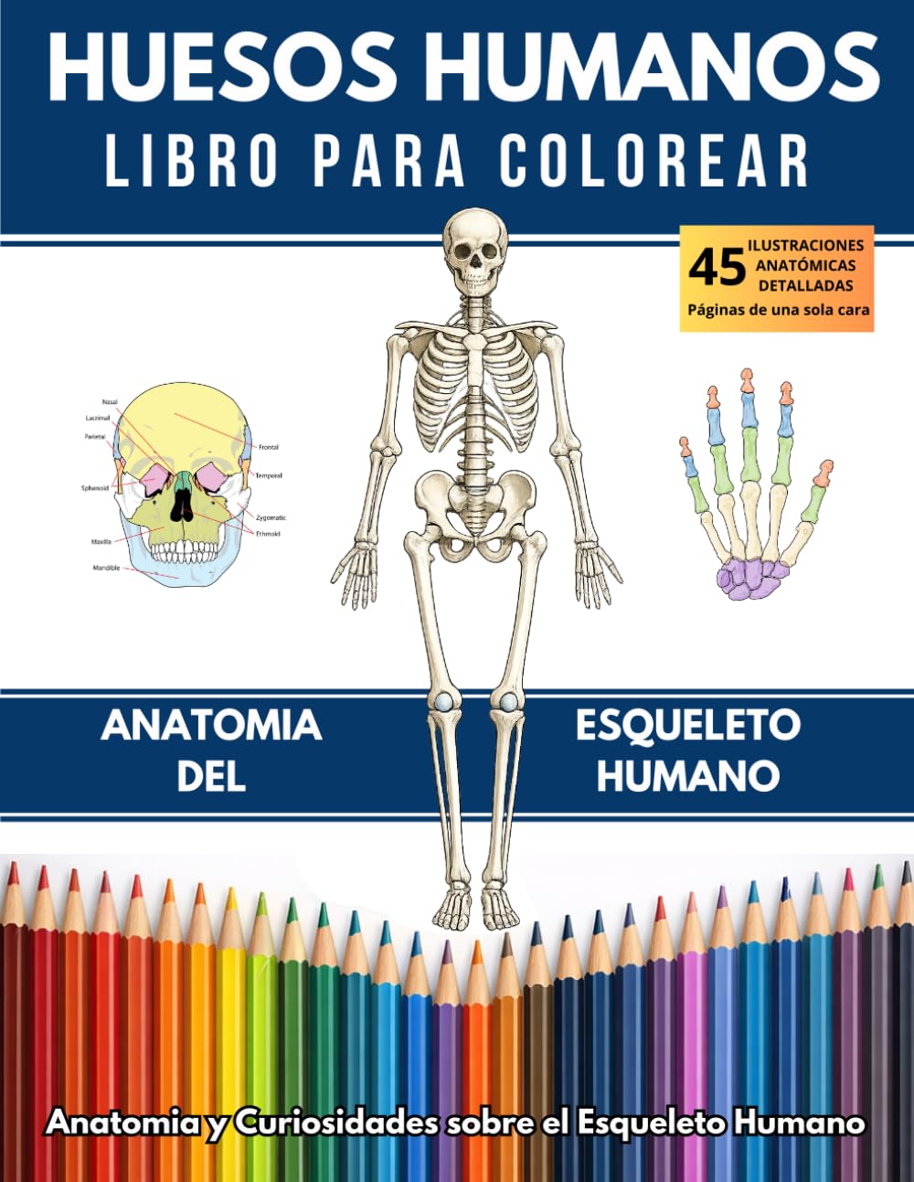 HUESOS HUMANOS LIBRO PARA COLOREAR: ANATOMIA DEL ESQUELETO HUMANO: Anatomía y Curiosidades sobre el Esqueleto Humano para todas las edades