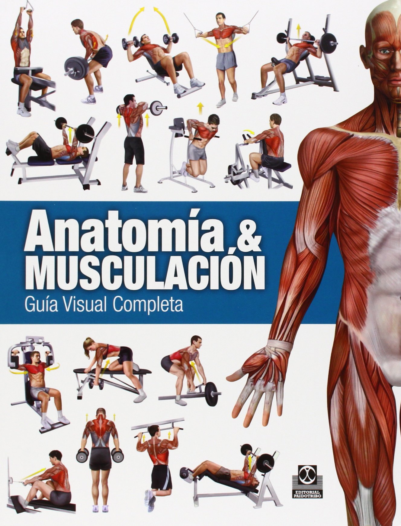 Anatomía & Musculación. Guía visual completa (Color): 0027 (Deportes)